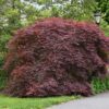 Tamukeyama Japanese Maple Photo 1