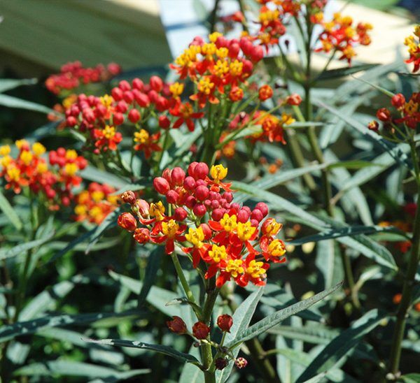 Milkweed