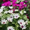 African Daisy Photo 1