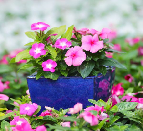 Cora® XDR Vinca Photo 1