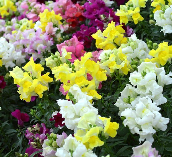 Assortment of Snapdragons in various colors