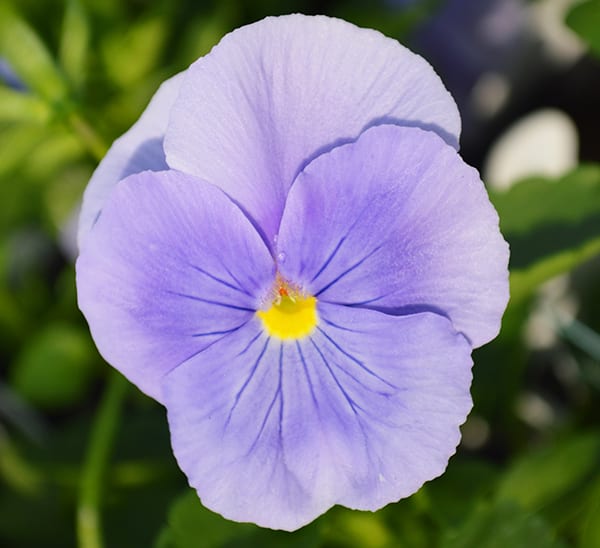 Matrix® Pansies Blue Clear