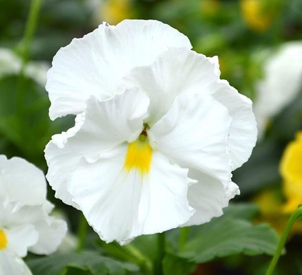 Matrix® Pansies White Clear