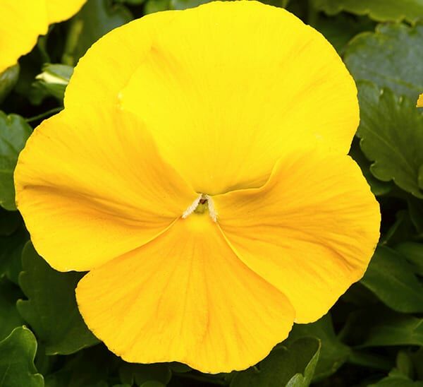 Matrix® Pansies Yellow Clear