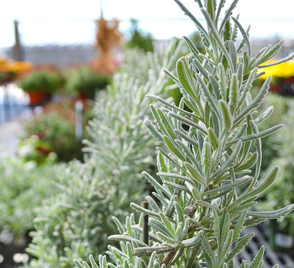 Close up of Lavender Tree