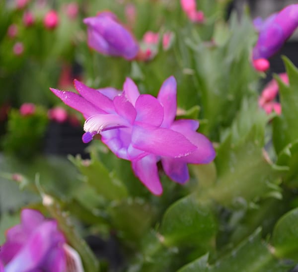 Christmas Cactus Purple Blooms