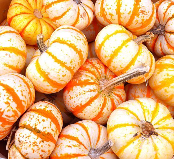 Baby Tiger Striped Pumpkin