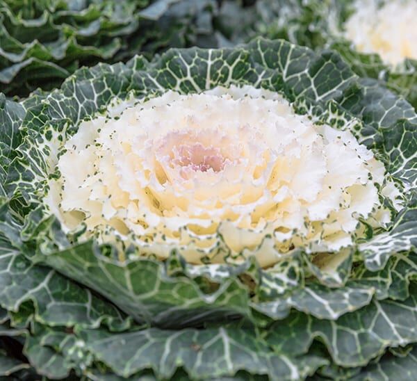 Ornamental Kale White Foliage