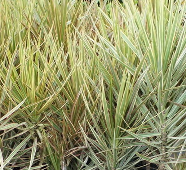 Dracaena Marginata Photo 1