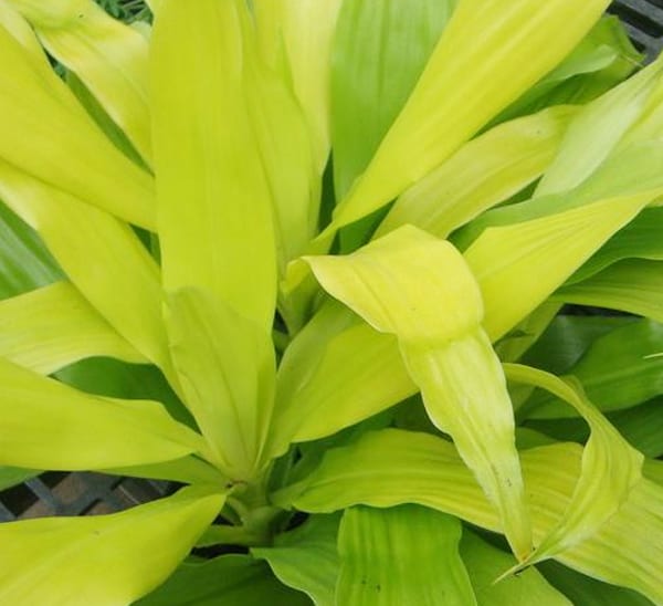 Dracaena Limelight Photo 1