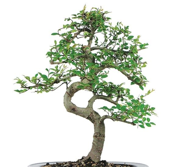 Bonsai Chinese Elm Photo 1