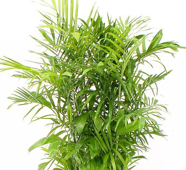 Bamboo Palm (Chamaedorea seifrizii) Photo 1