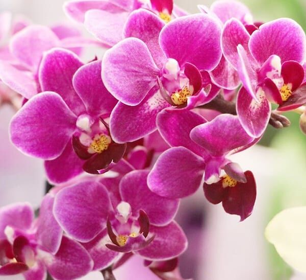 Phalaenopsis Orchid