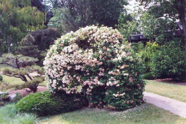 snowball viburnum