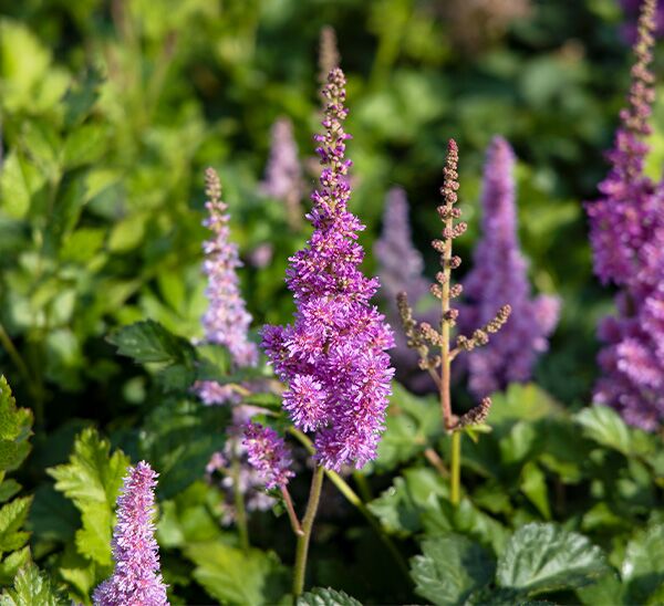 Astilbe