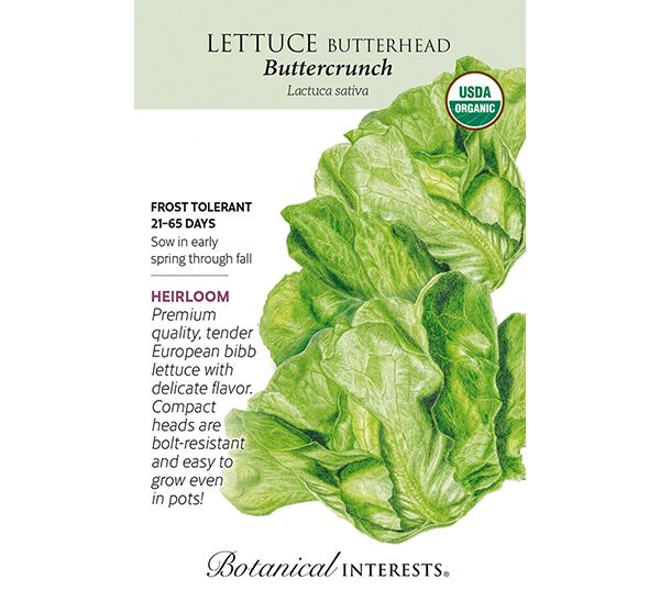 Buttercrunch Butterhead Lettuce Seeds Photo 1