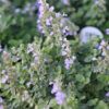 Cat's Pajamas Catmint Photo 1