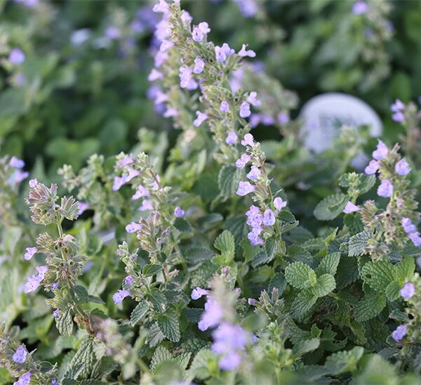 Cat's Pajamas Catmint Photo 1