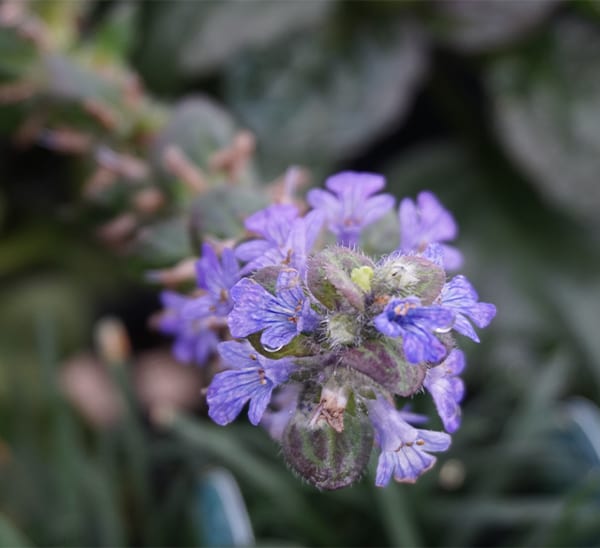 Chocolate Chip Ajuga