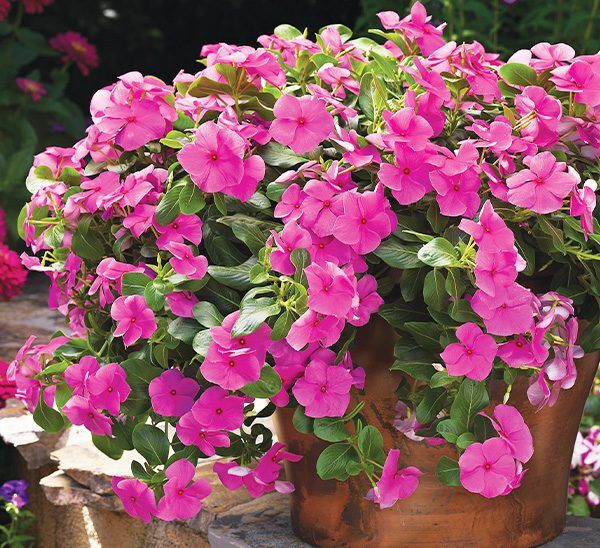 Cora® Cascade™ Vinca