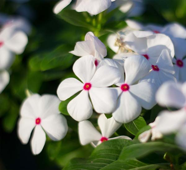 Cora® Cascade™ Vinca