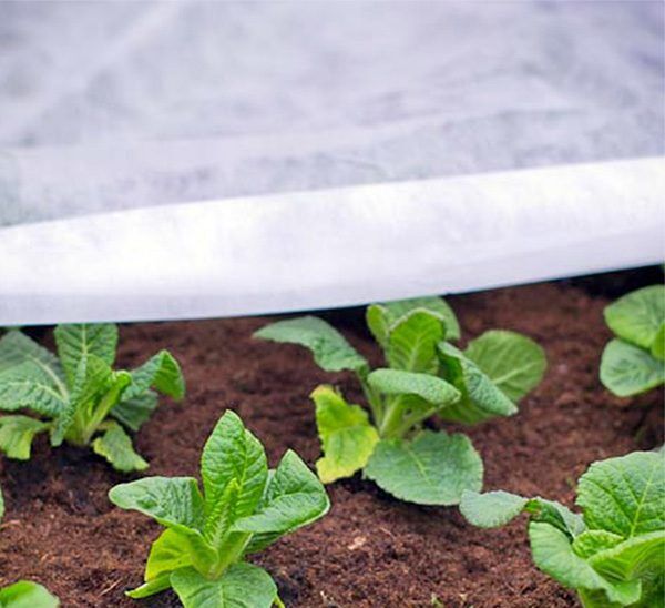 N-Sulate Frost Protection Blanket Photo 1
