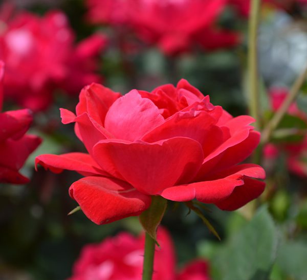 Double Knock Out Red Rose