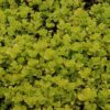 Golden Creeping Jenny Photo 1
