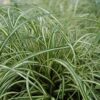 Evergold Variegated Japanese Sedge Photo 1