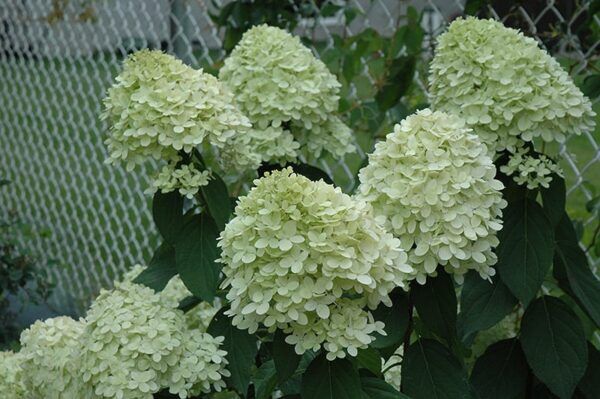 limelight hydrangea