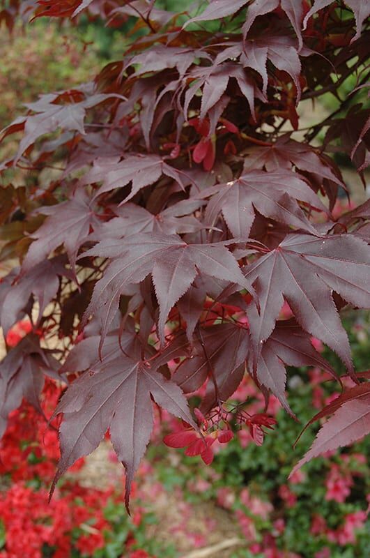 bloodgood Japanese maple