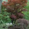 Oshio Beni Japanese Maple Photo 1