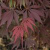 Burgundy Lace Japanese Maple Photo 1
