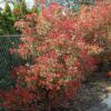 Fraser Photinia Photo 1