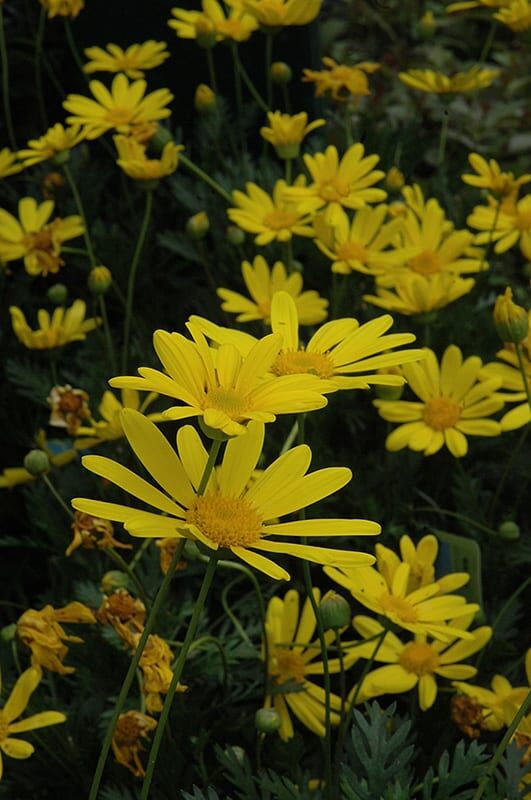 green leafed euryops