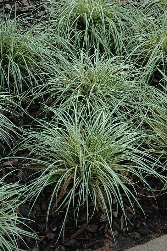 evergold variegated Japanese sedge