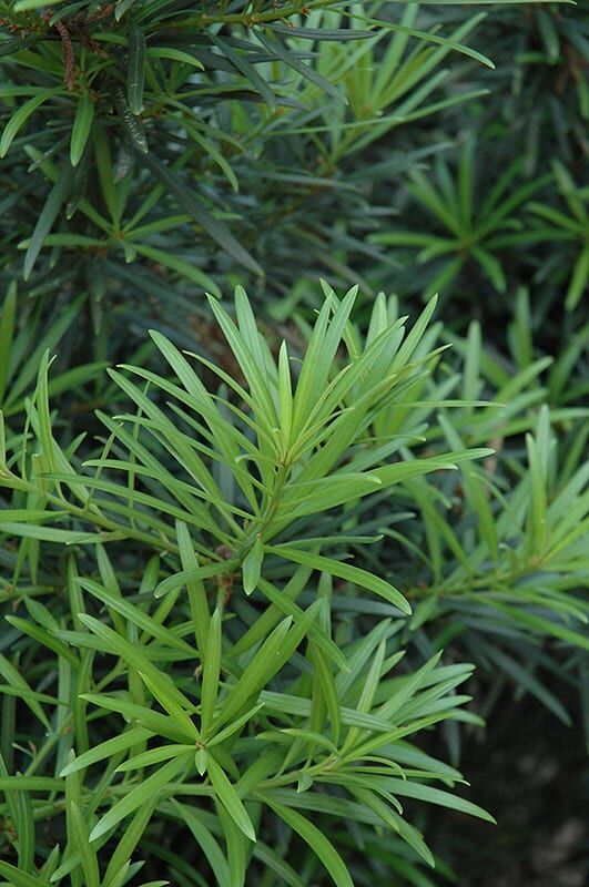 Japanese yew