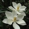 Little Gem Magnolia Photo 1
