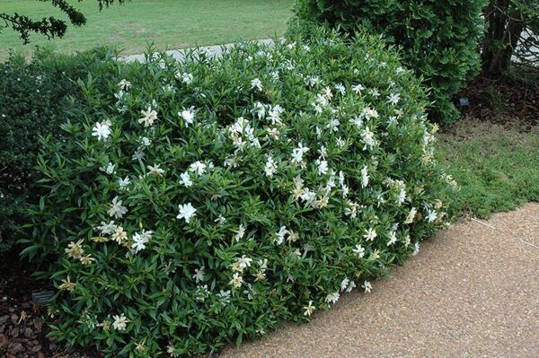 radicals miniature gardenia