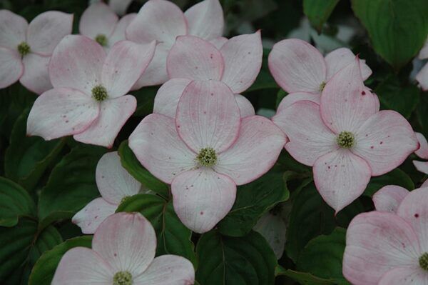 flowering dogwood