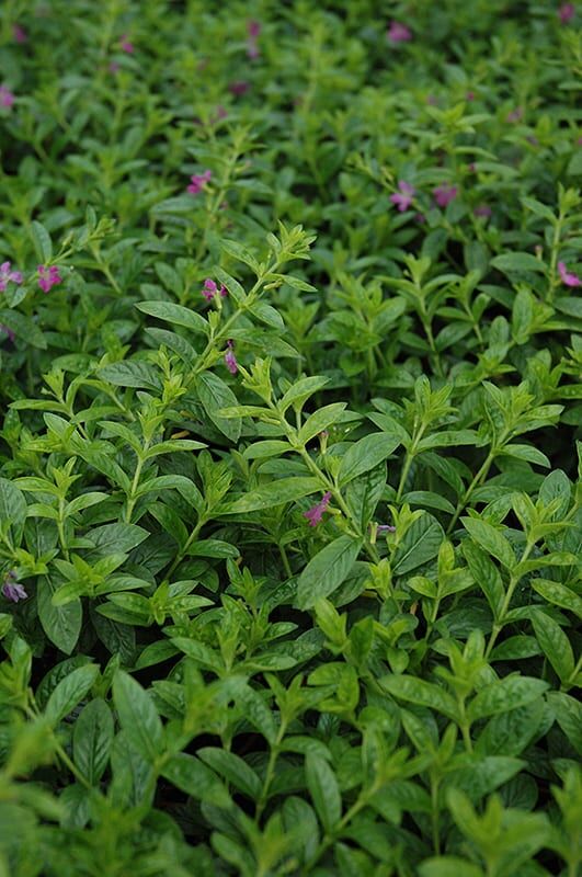 allyson Mexican heather