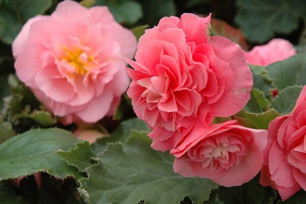 nonstop pink begonia
