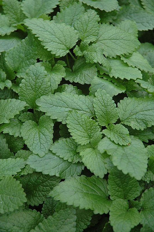lemon balm