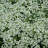 Wonderland White Alyssum Photo 1