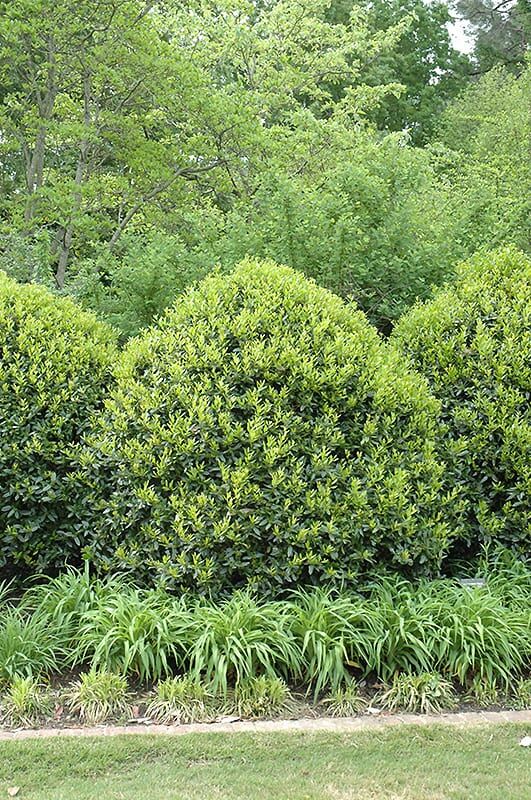 needlepoint Chinese holly