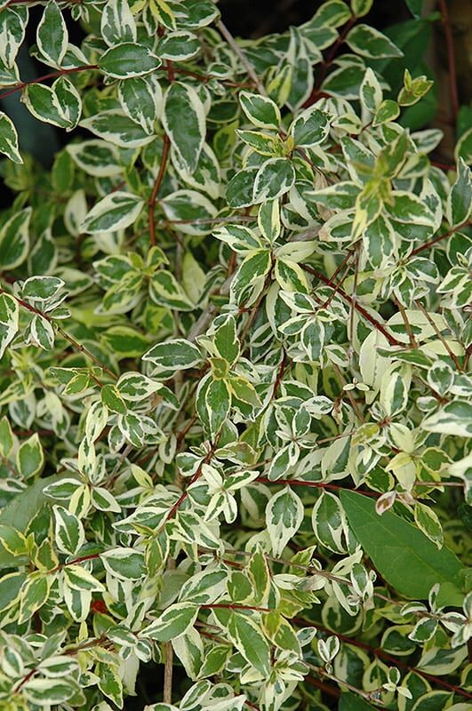 twist of lime glossy abelia