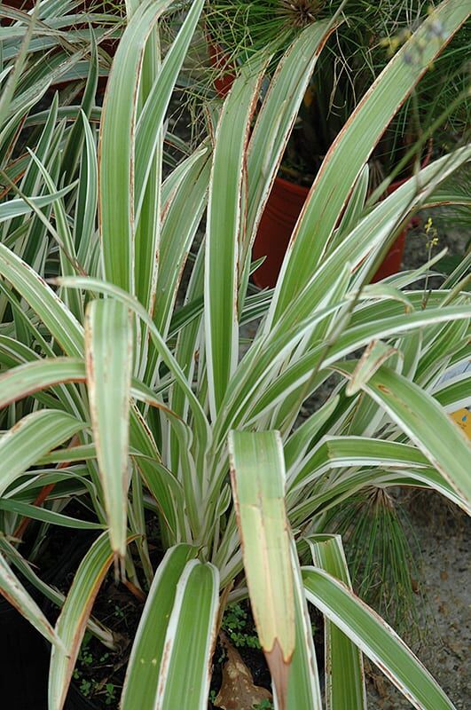 variegated flax lily