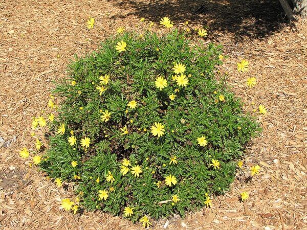 green leafed euryops