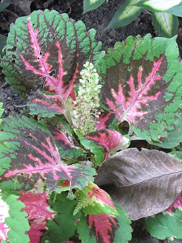 King Kong coleus