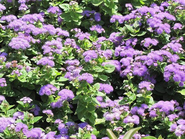 Hawaii blue flossflower